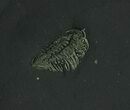 Detailed Pyritized Triarthrus Trilobite With Legs! - New York #26432-1